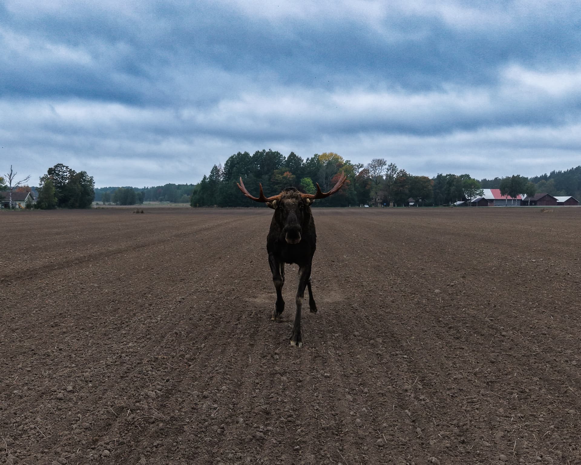Älg med horn går rakt mot kameran över en plogad åker