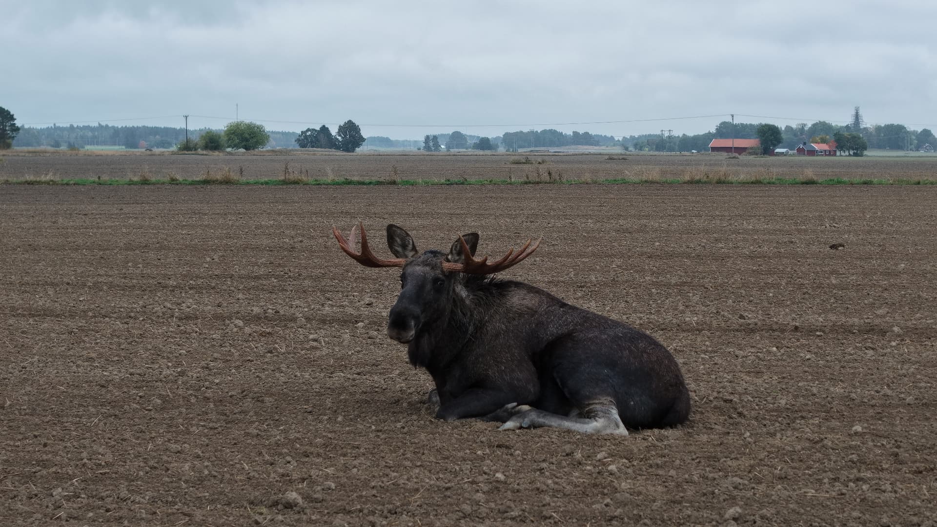 Älg med horn ligger på en plogad åker